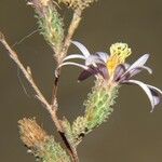 Corethrogyne filaginifolia Floare