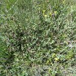 Cotoneaster integerrimus Libunga