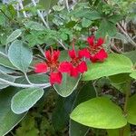 Tropaeolum speciosum Flors