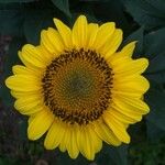 Helianthus giganteusFloare