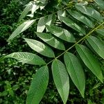 Senna spectabilis Leaf