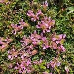 Saponaria pumila Flower