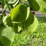 Prunus virginiana Fuelha