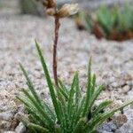 Aloe bowiea List
