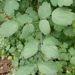 Thalictrum flavum Blad