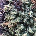 Atriplex glauca Folha