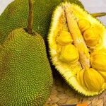 Artocarpus integer Fruit