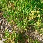 Crithmum maritimum Leaf