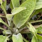 Symphytum caucasicum Folha