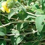 Phlomis fruticosa Fulla