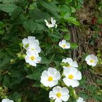 Cistus populifolius फूल
