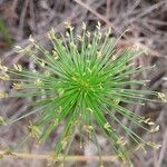 Cyperus haspan Blüte