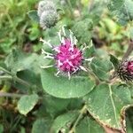 Arctium minus花