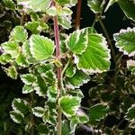 Plectranthus madagascariensis Folha