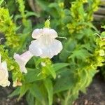 Penstemon hartwegii Çiçek