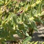 Euphorbia paralias Folha