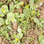 Coronilla scorpioides Leaf