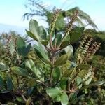 Cunonia pulchella Otro