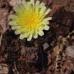 Malacothrix glabrata Flower