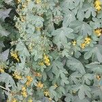 Tropaeolum bolivienseYaprak