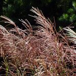 Miscanthus sinensis Blomma