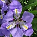 Iris unguicularis Цветок