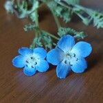 Nemophila menziesii 花