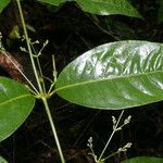 Pedersenia costaricensis