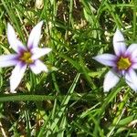 Sisyrinchium rosulatum Квітка