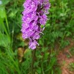 Dactylorhiza majalisBlodyn