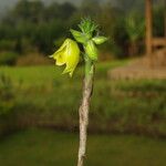 Polystachya bennettiana Flor