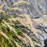 Achnatherum calamagrostis Blatt