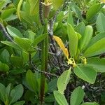 Rhizophora mangle Flower