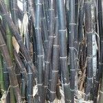 Bambusa lako Coajă