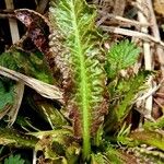 Armoracia rusticana Leaf