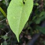 Jacquemontia tamnifolia Leaf