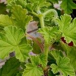 Pelargonium graveolens Feuille