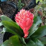 Billbergia pyramidalis 花