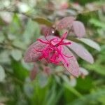 Loropetalum chinense Flor