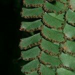 Adiantum hispidulum Sonstige