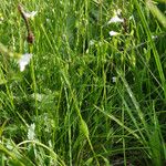 Linum catharticum Habit