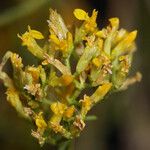 Gutierrezia microcephala Flor