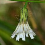 Hieracium albiflorum Virág