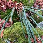 Festuca altissima Leaf