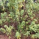 Alchornea cordifolia Агульны выгляд