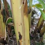 Musa acuminata Écorce