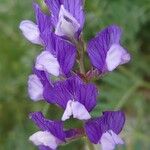 Vicia onobrychioides Blomst