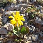 Senecio provincialis Habit