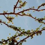 Vachellia seyal Flor