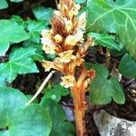 Orobanche hederae Habitat